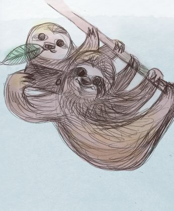 sloths taking selfies